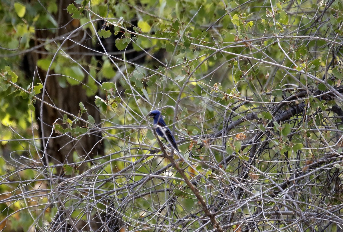 Blue Grosbeak - ML640192434