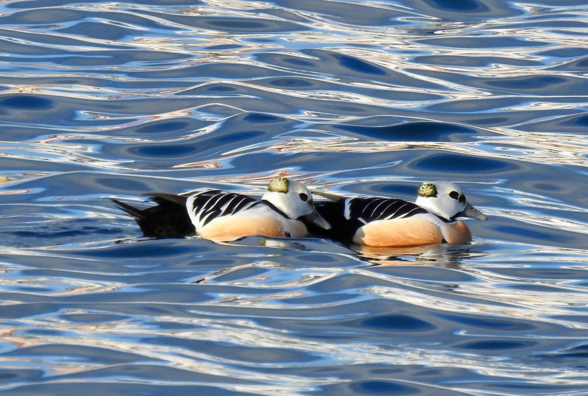 Steller's Eider - ML640192441