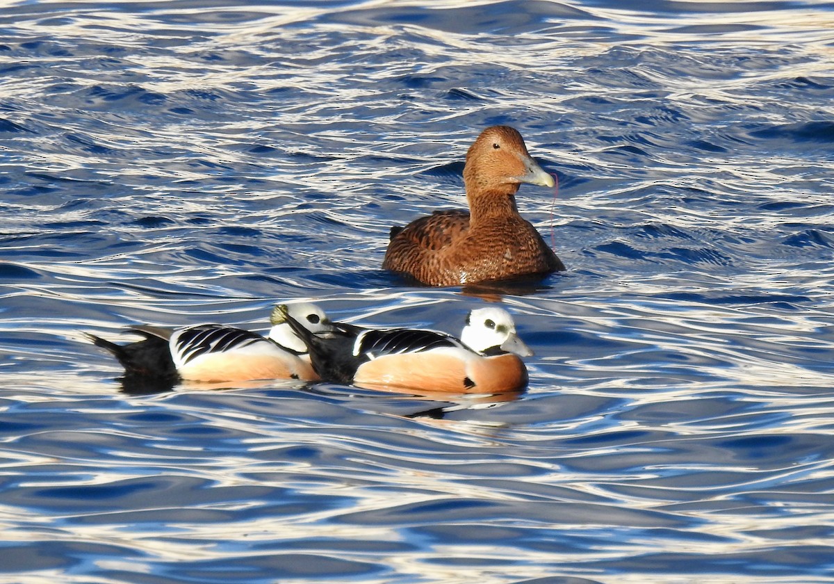 Steller's Eider - ML640192442