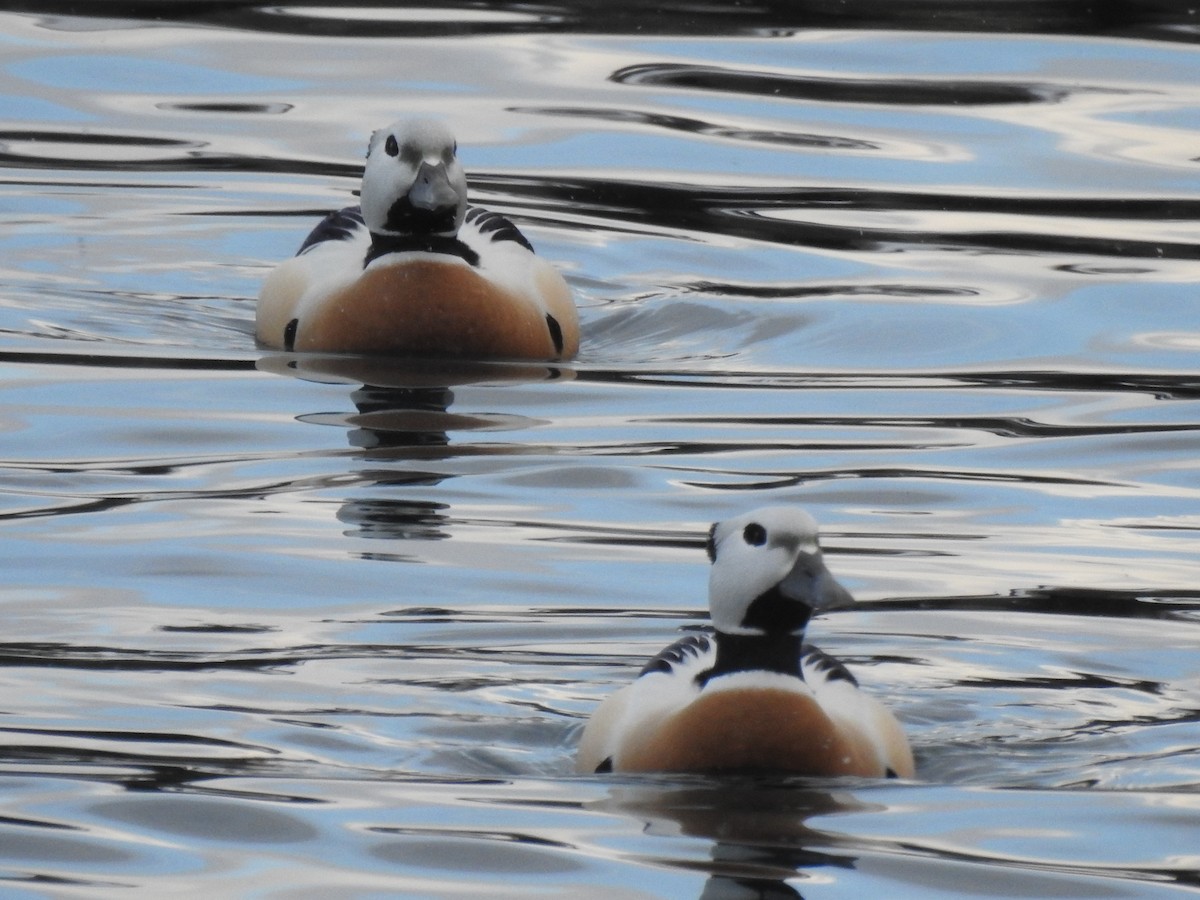 Steller's Eider - ML640192443