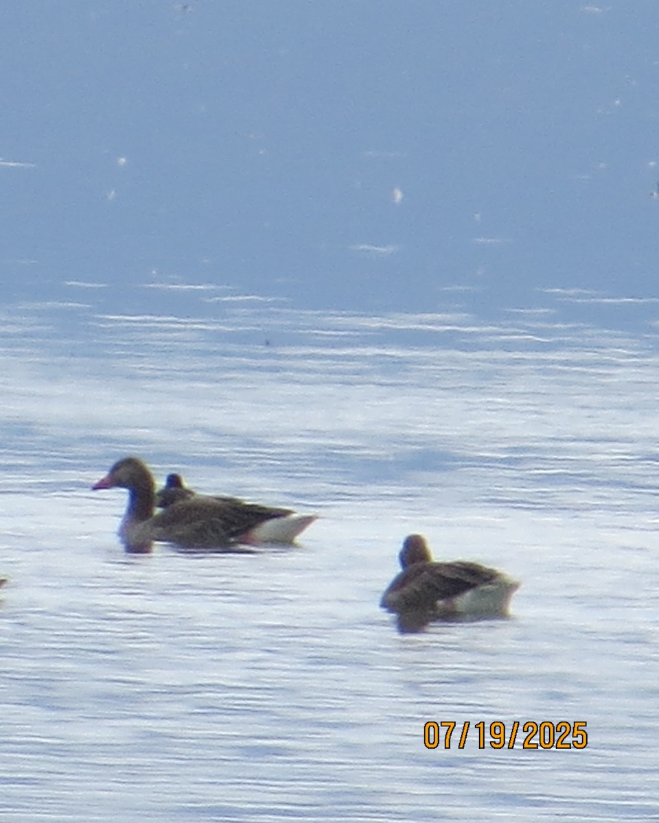 Graylag Goose - ML640192472