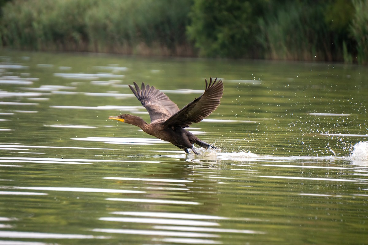 Double-crested Cormorant - ML640192478