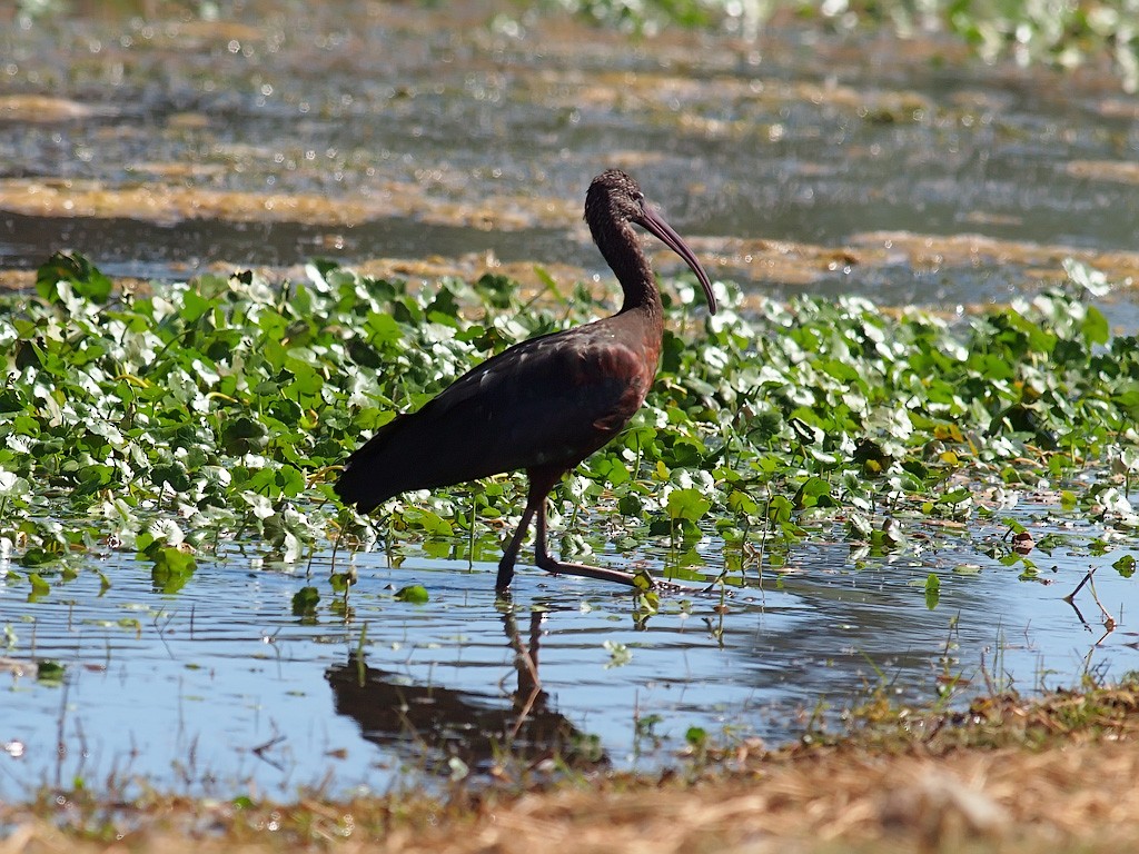 Glossy Ibis - ML640192485