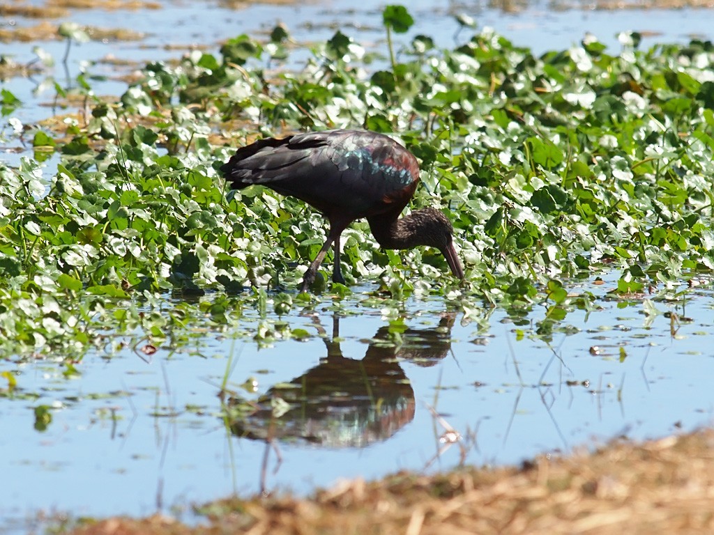 Glossy Ibis - ML640192486