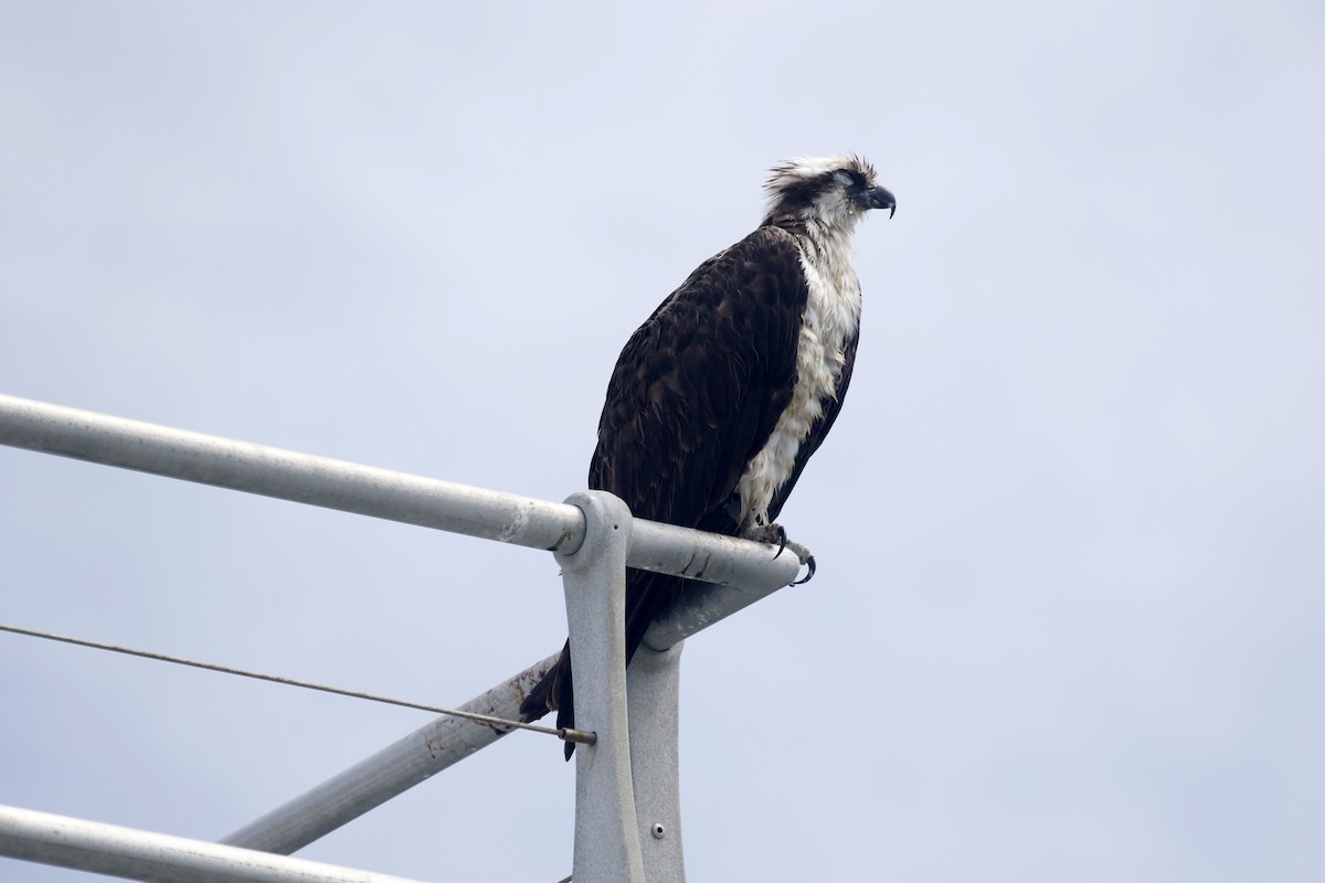 Osprey - ML640192488