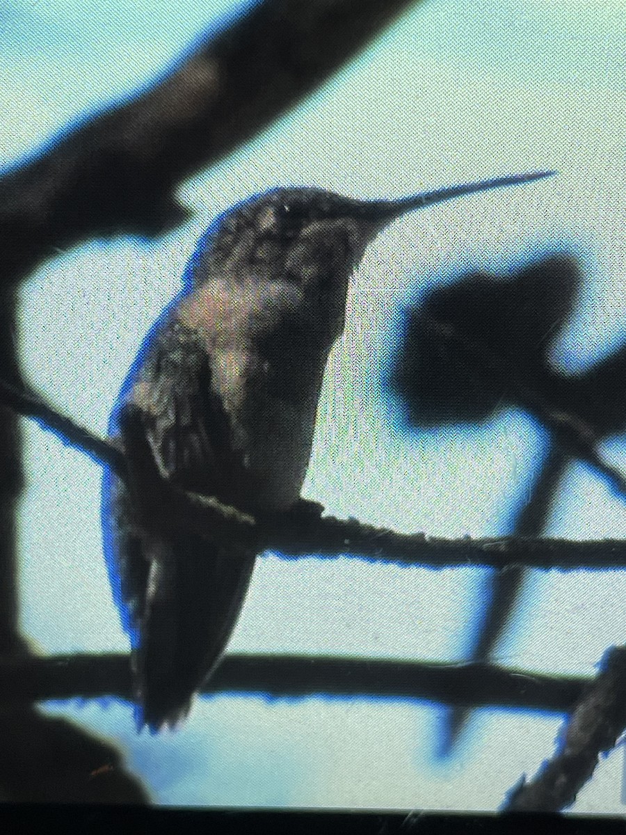 Ruby-throated Hummingbird - ML640192490