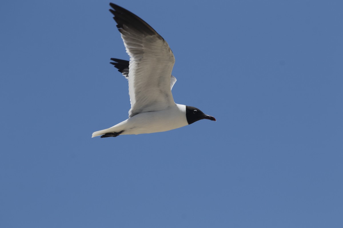 Laughing Gull - ML640192502