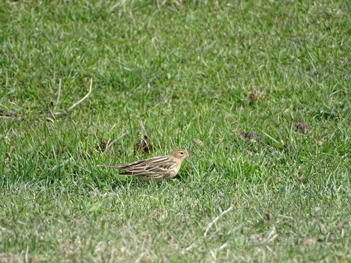 Red-throated Pipit - ML640192535