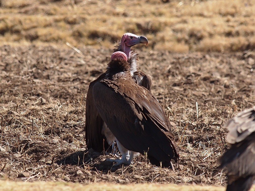 Lappet-faced Vulture - ML640192550