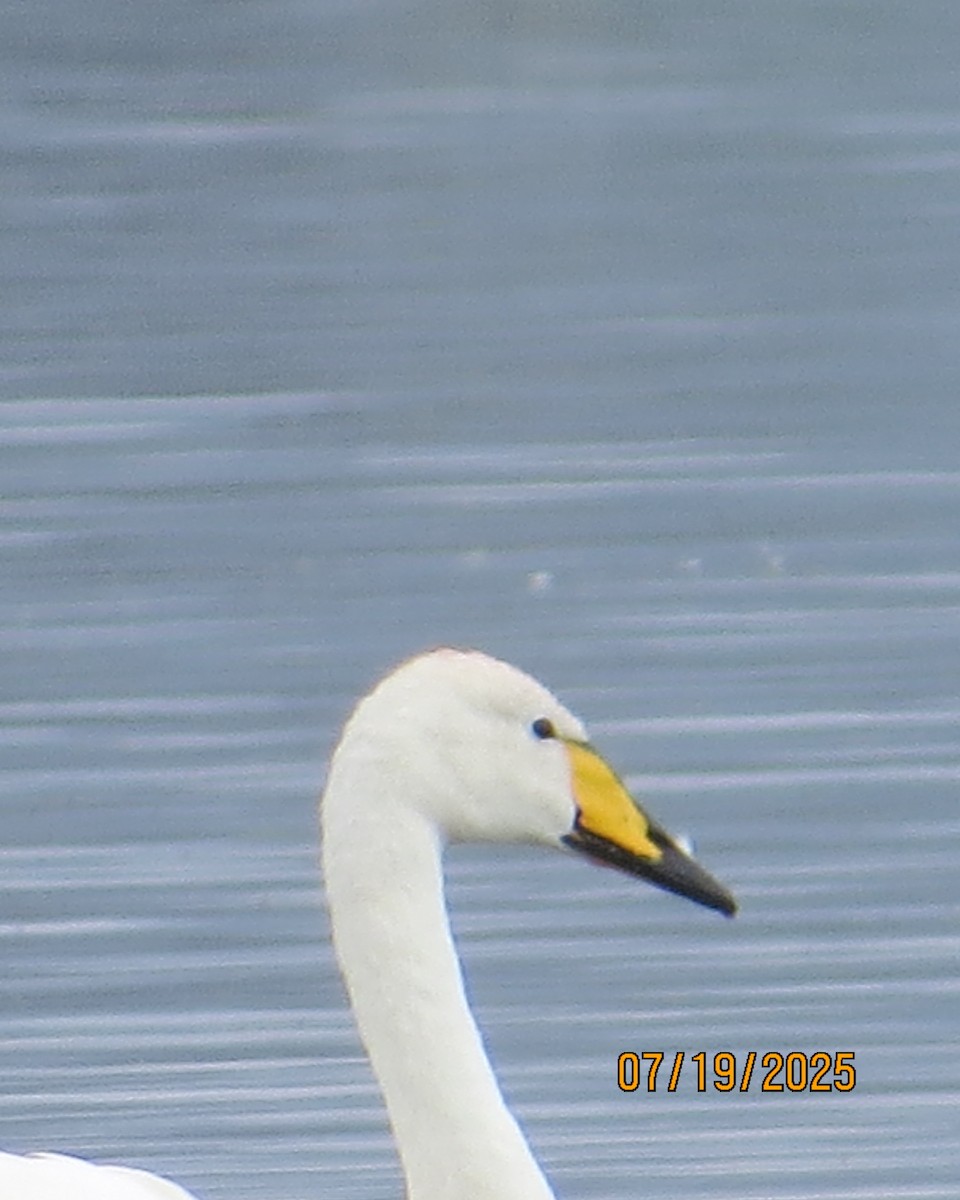 Whooper Swan - ML640192575