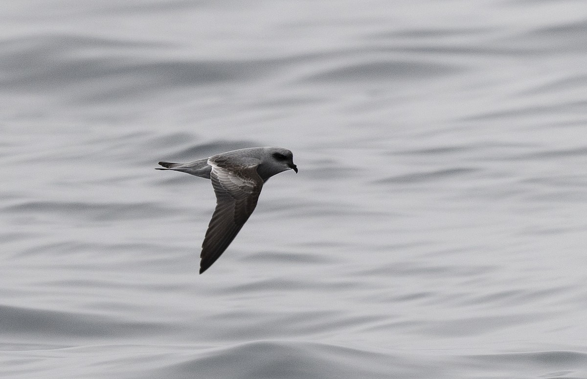 Fork-tailed Storm-Petrel - ML640192581