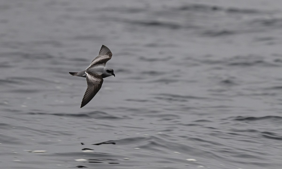 Fork-tailed Storm-Petrel - ML640192582