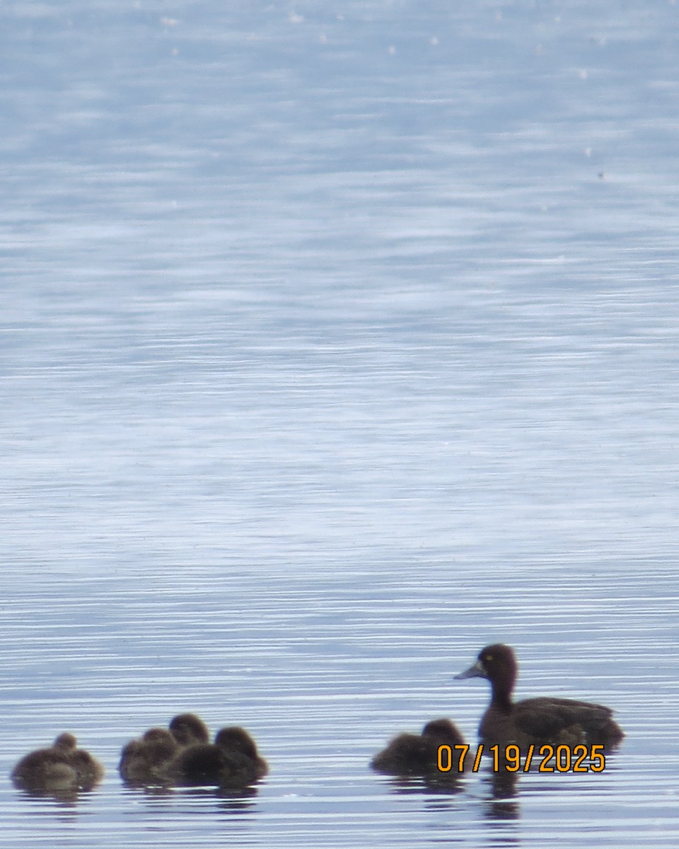 Tufted Duck - ML640192604