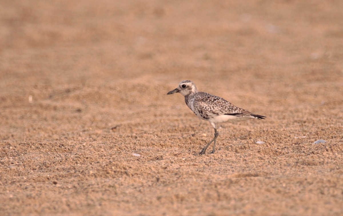 Black-bellied Plover - ML640192627