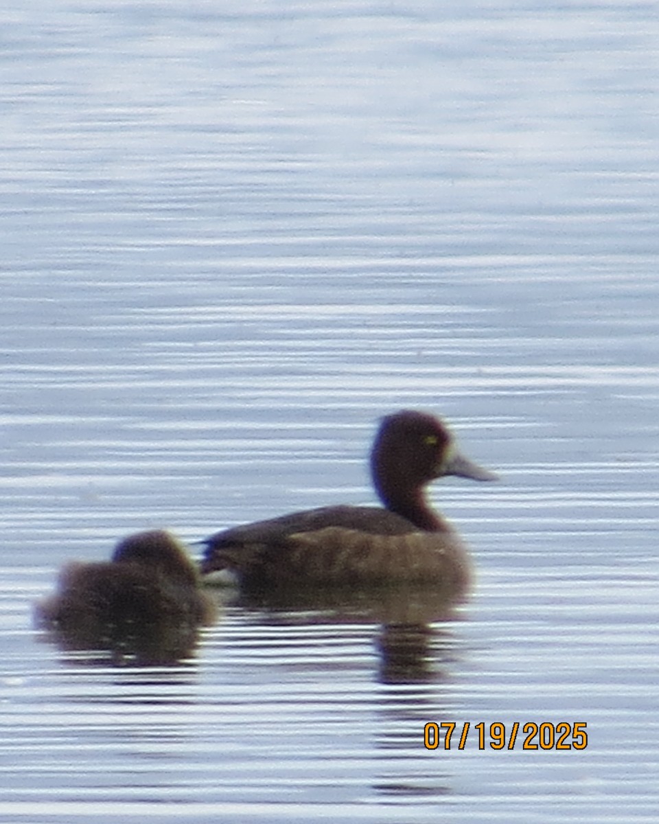 Tufted Duck - ML640192628
