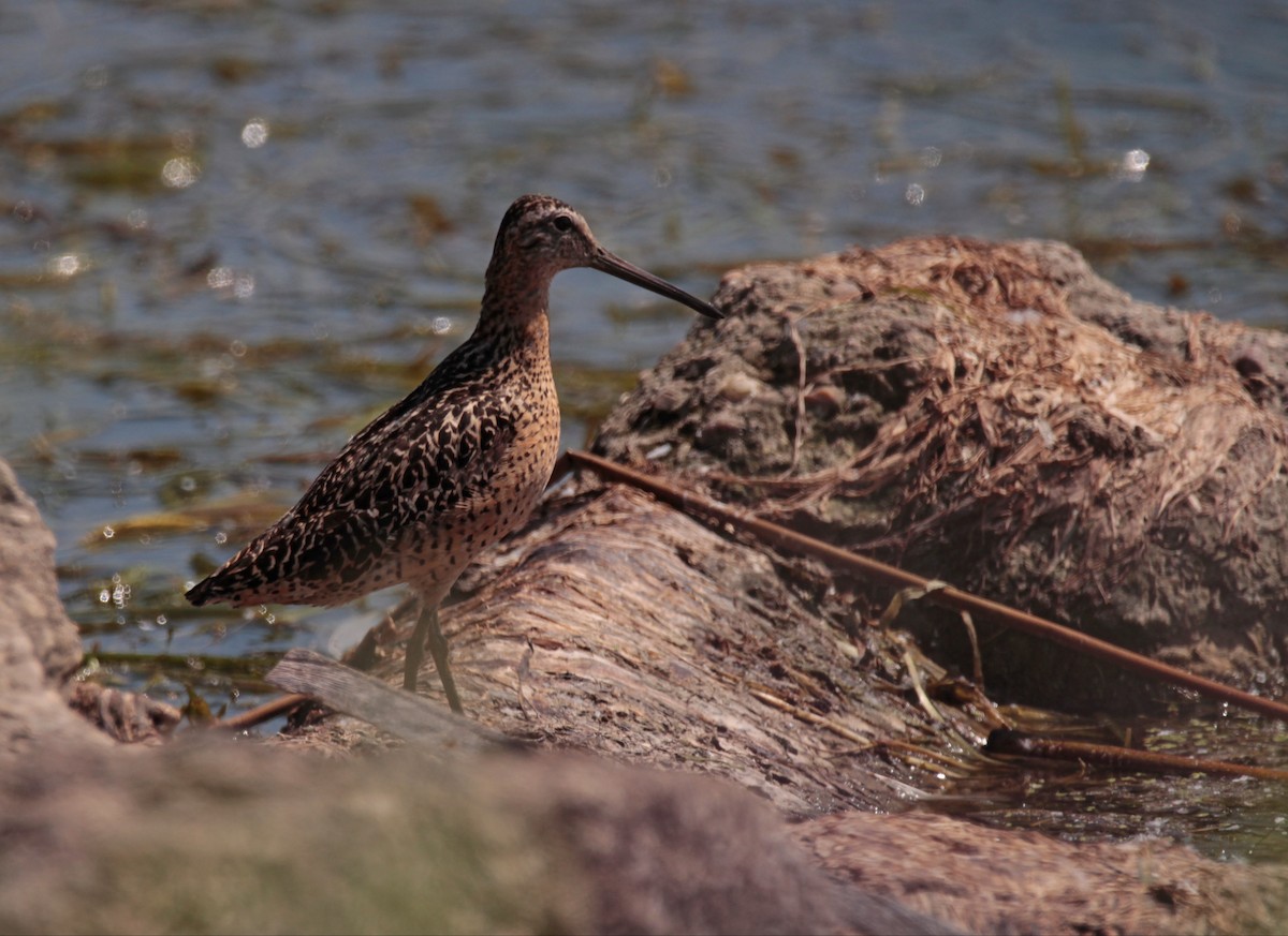 Short-billed Dowitcher - ML640192653
