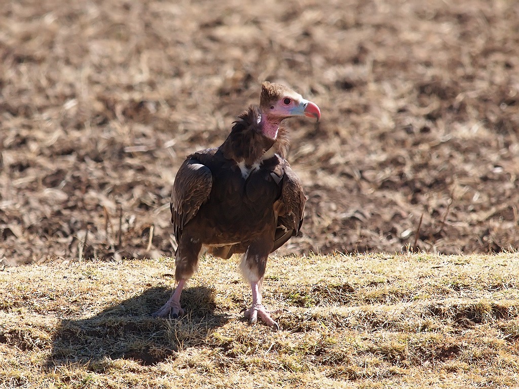 White-headed Vulture - ML640192654