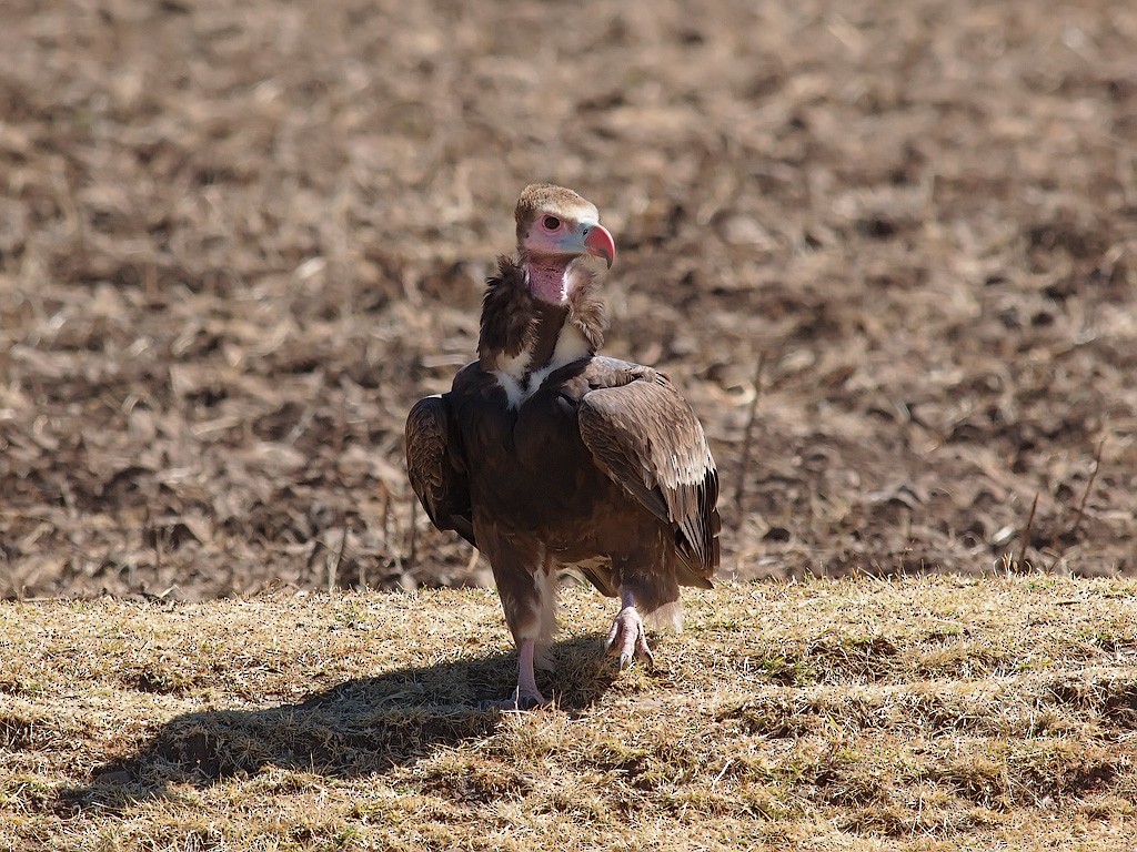 White-headed Vulture - ML640192655