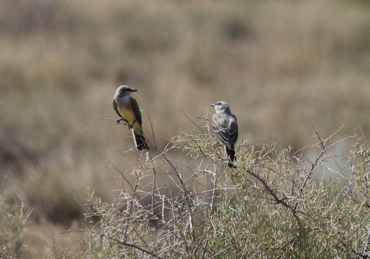 Western Kingbird - ML640192661