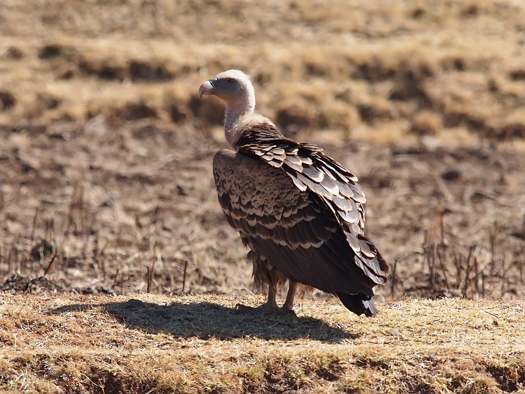 Rüppell's Griffon - ML640192663