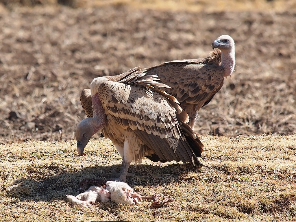 Rüppell's Griffon - ML640192664