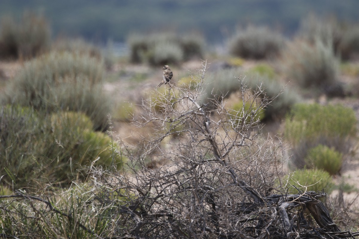 Black-chinned Sparrow - ML640192673