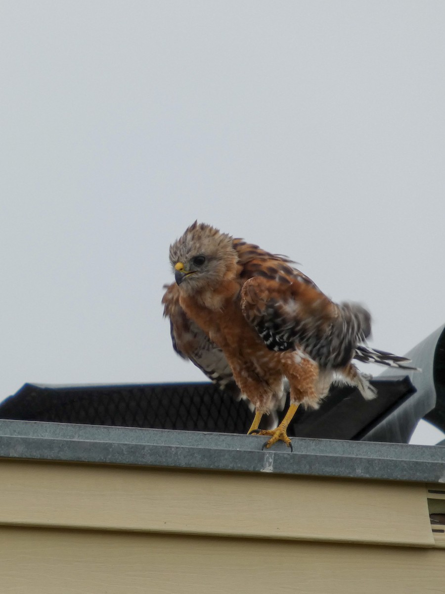 Red-shouldered Hawk (elegans) - ML640192675