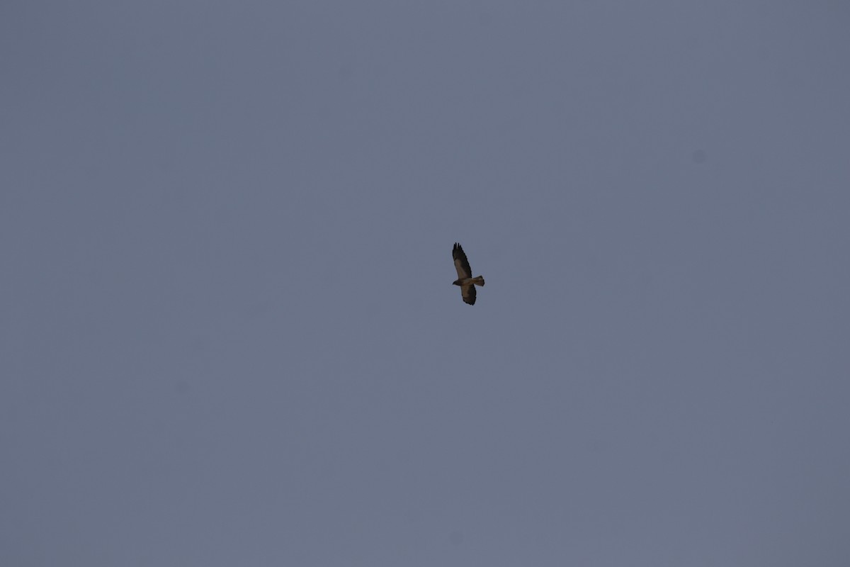 Swainson's Hawk - ML640192684