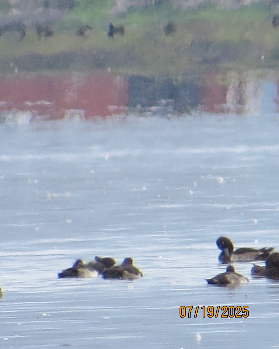 Tufted Duck - ML640192695