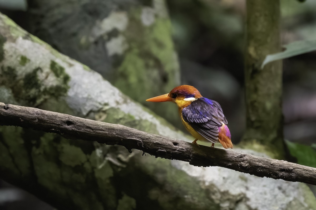 Black-backed Dwarf-Kingfisher - ML640192722