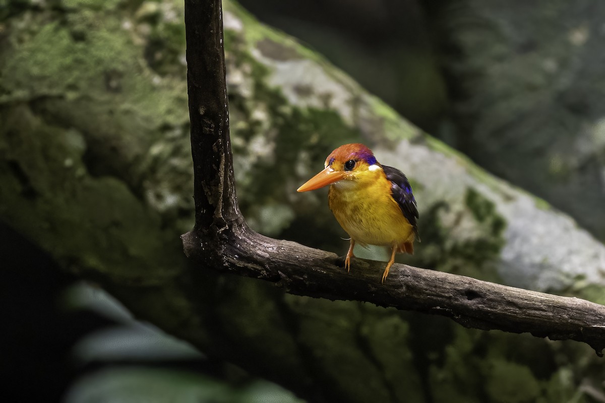 Black-backed Dwarf-Kingfisher - ML640192723
