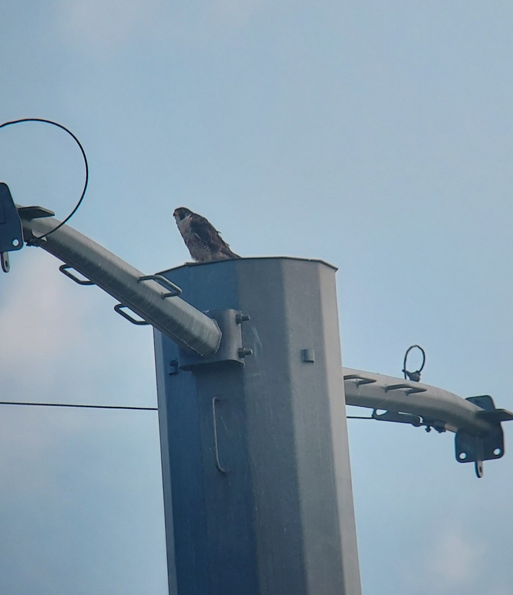 Peregrine Falcon - ML640192750