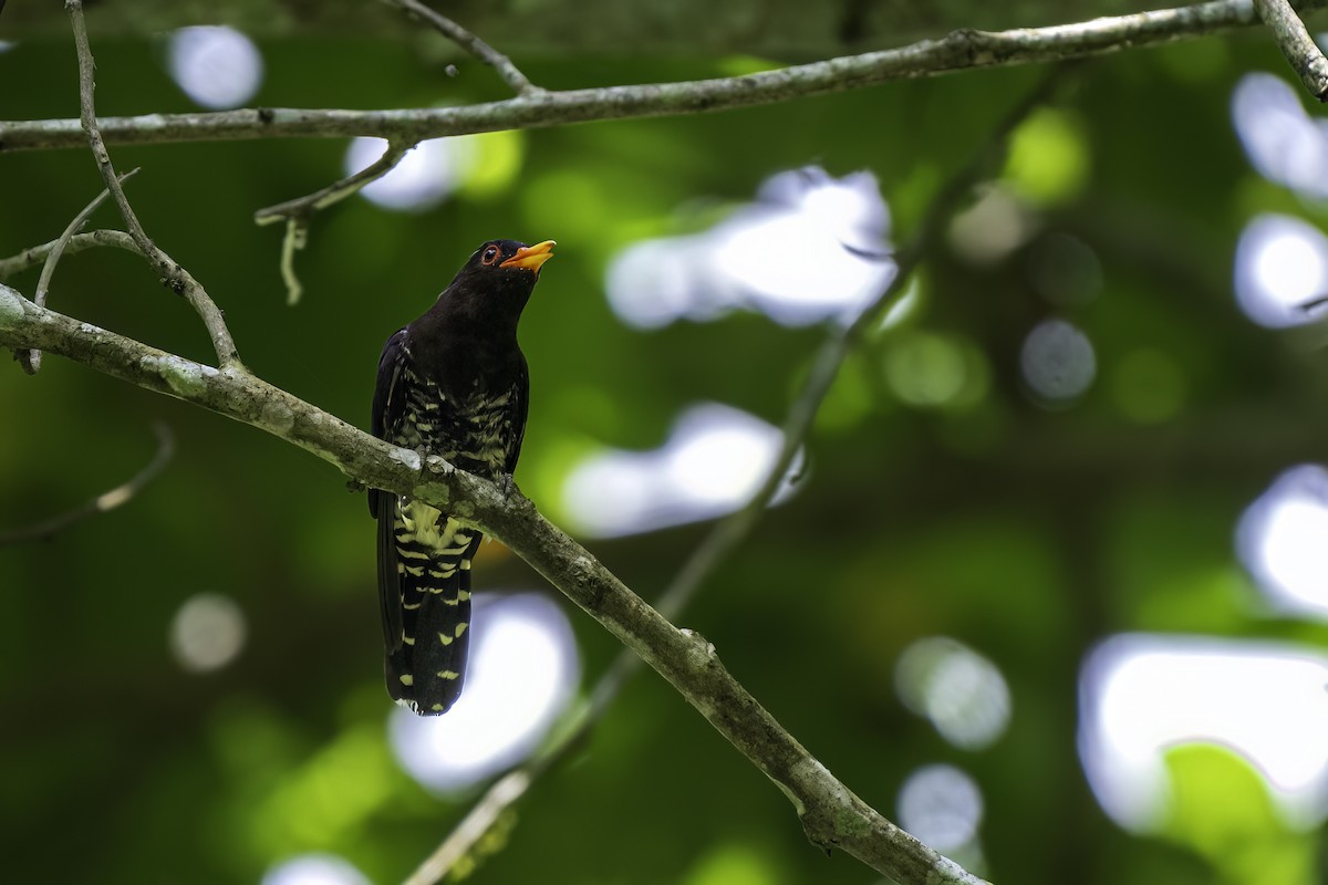 Violet Cuckoo - ML640192759