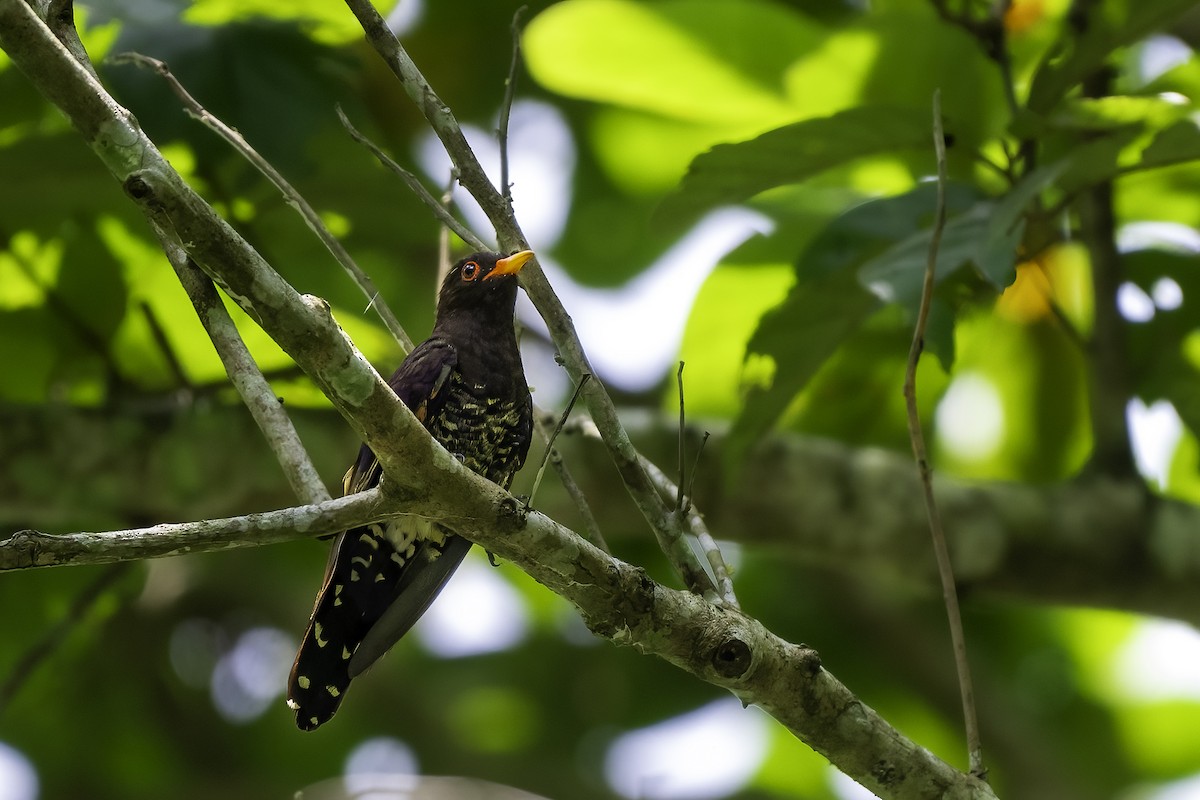 Violet Cuckoo - ML640192761