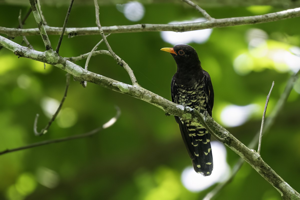 Violet Cuckoo - ML640192762