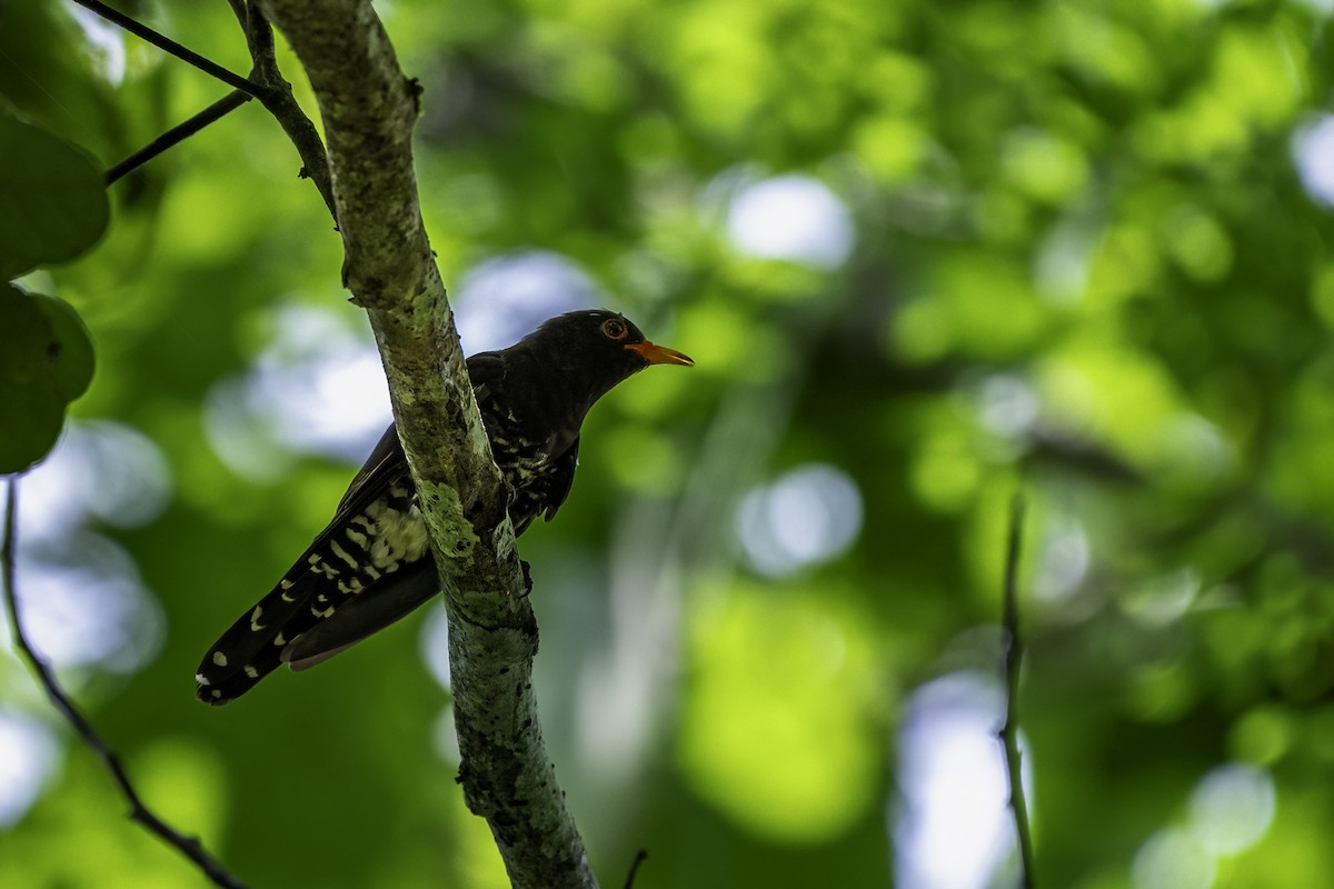 Violet Cuckoo - ML640192763