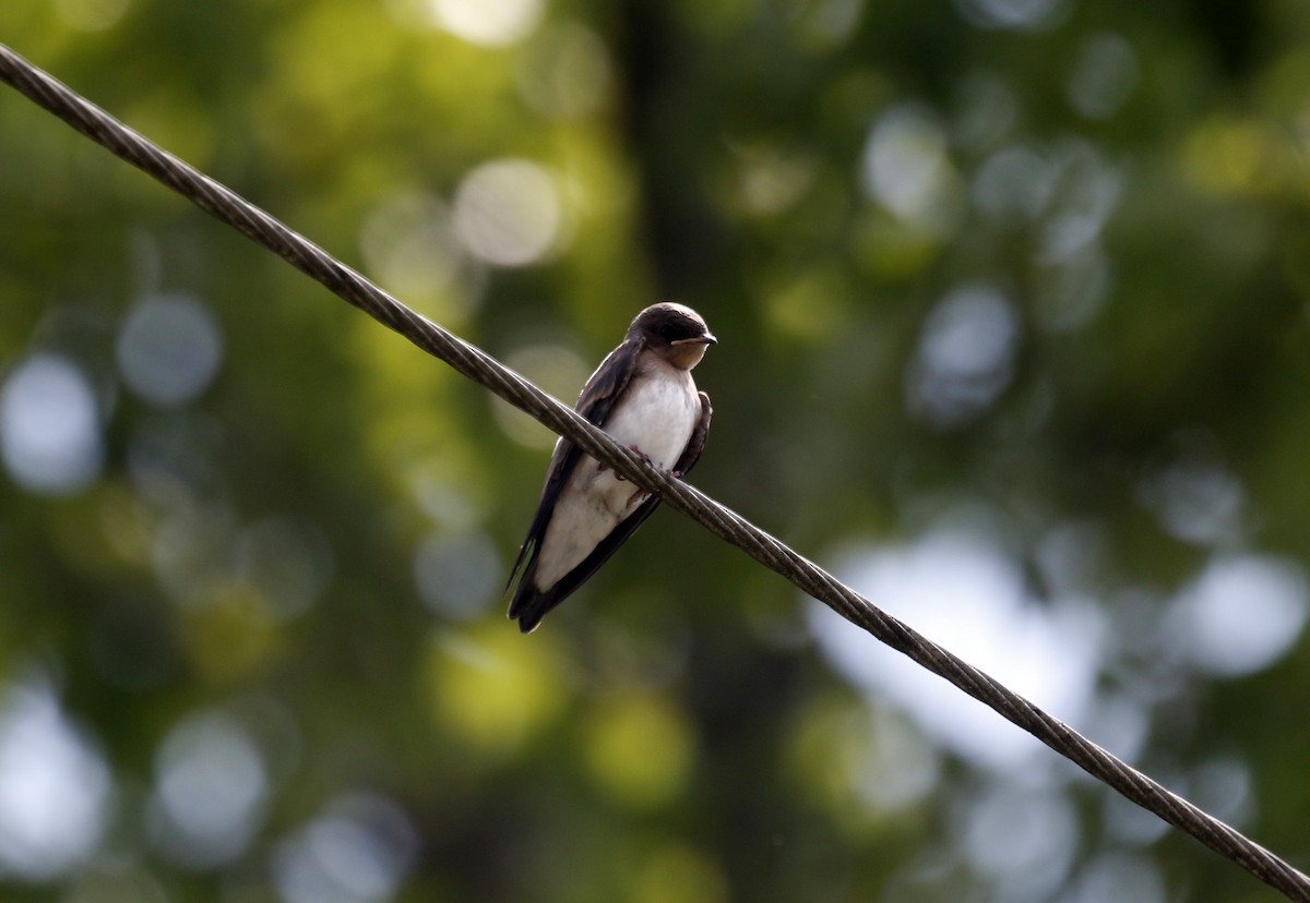 Northern Rough-winged Swallow - ML640192785