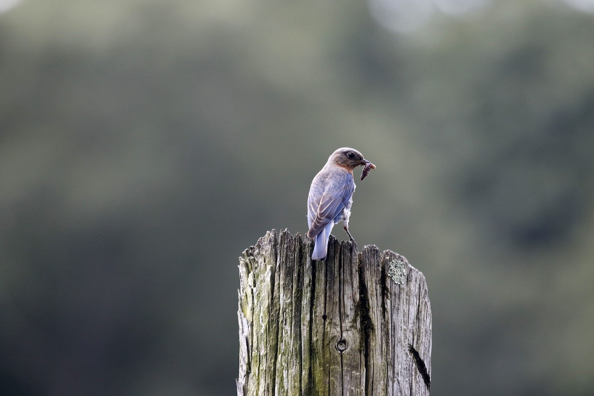 Eastern Bluebird - ML640192802