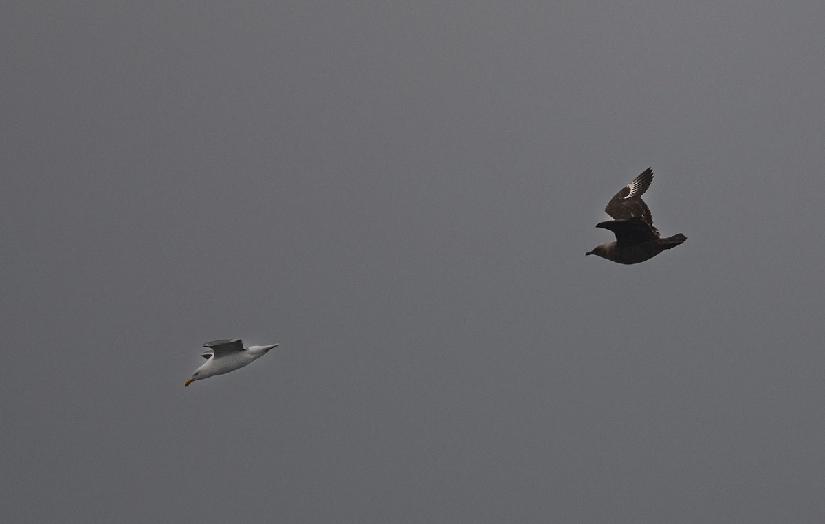 South Polar Skua - ML640192820