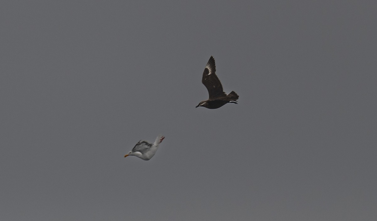 South Polar Skua - ML640192821
