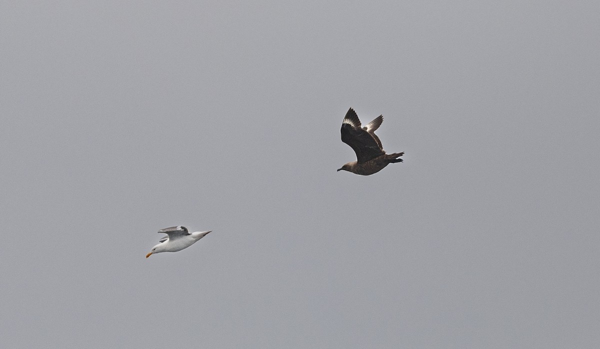 South Polar Skua - ML640192822