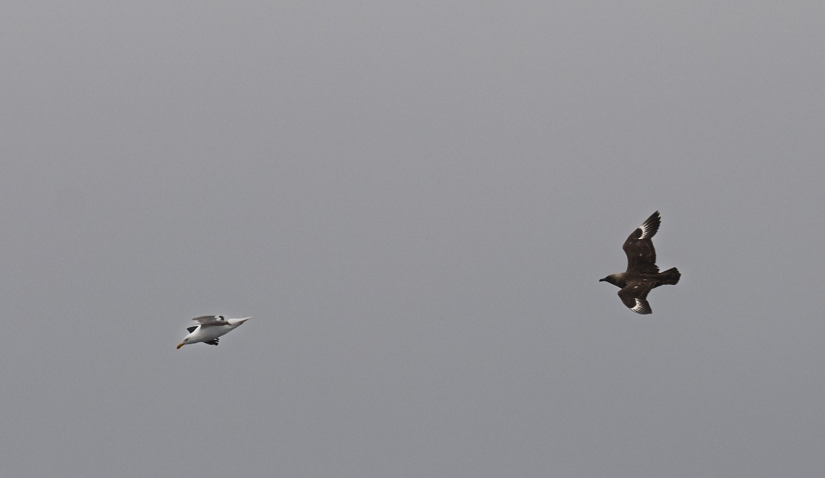 South Polar Skua - ML640192823