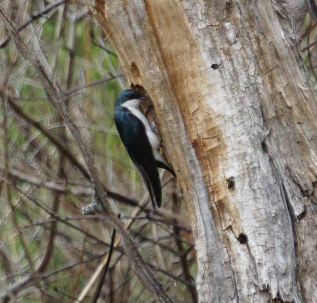 Tree Swallow - ML640192829