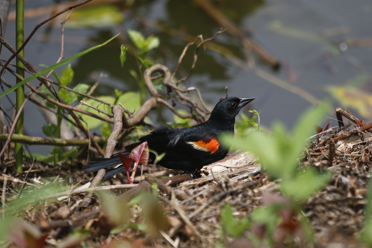 Red-winged Blackbird - ML640192907