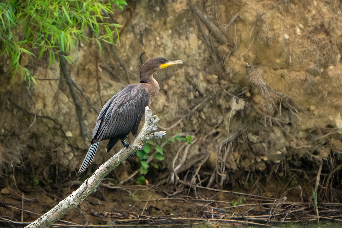Double-crested Cormorant - ML640192937