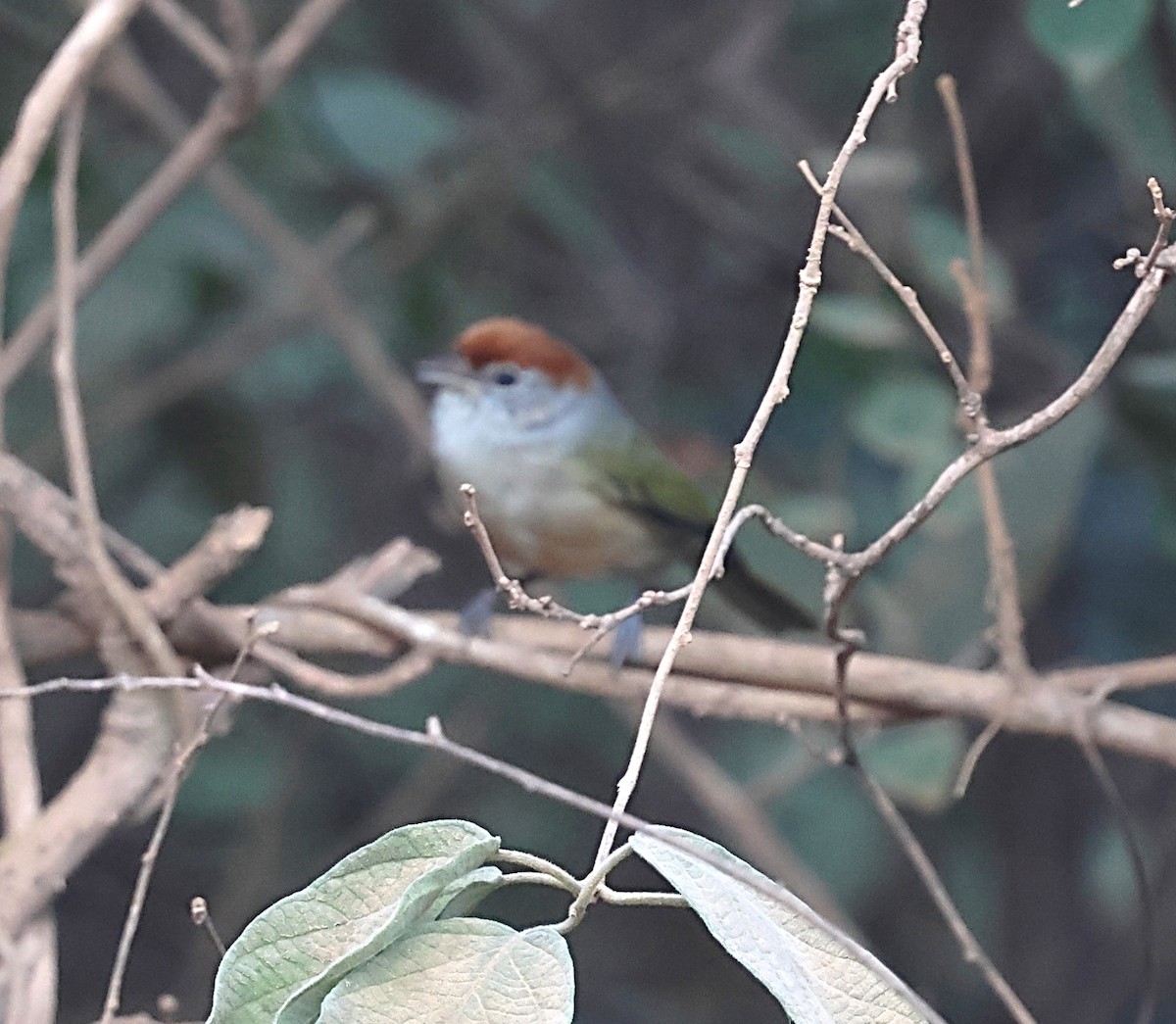 Gray-eyed Greenlet - ML640192946