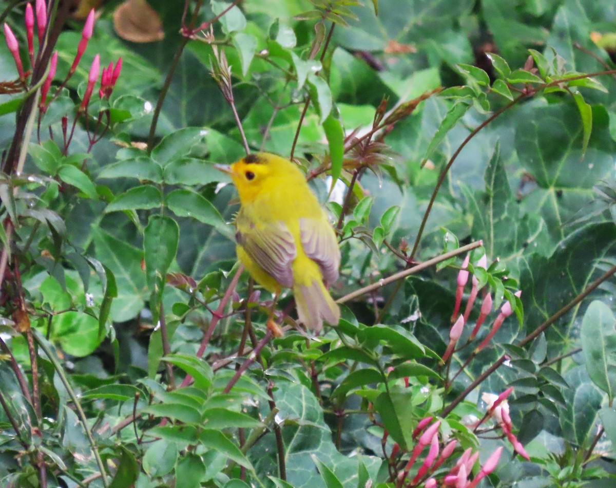 Wilson's Warbler - ML640192960