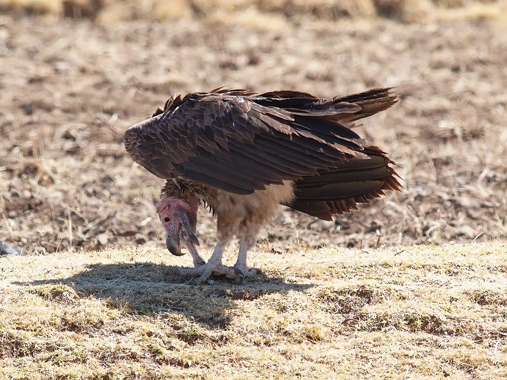 Lappet-faced Vulture - ML640192967