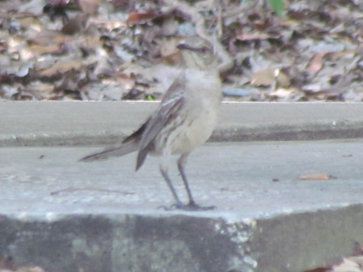 bahamasspottefugl - ML640192983