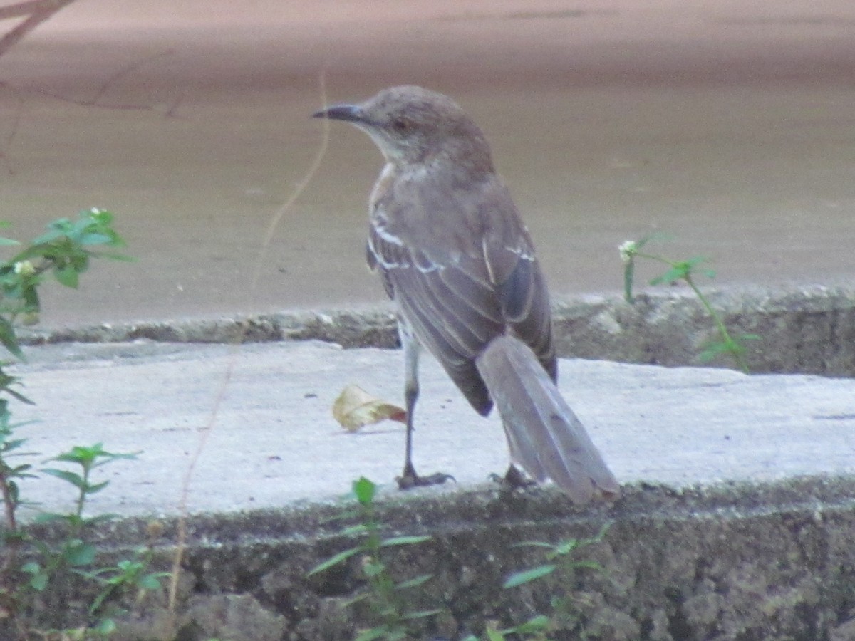 bahamasspottefugl - ML640193028
